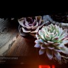 DSCF9731