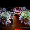 DSCF9732
