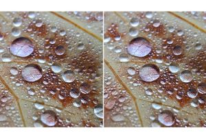 สวยกว่าที่คิด! ภาพมาโครที่ถ่ายโดย Microsoft Lumia 950 XL