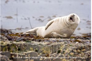 ที่สุดของภาพถ่ายสัตว์โลกสุดฮา ประจำปี 2015 น่ารักแค่ไหนไปชมกันเลย!